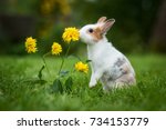 Little Rabbit Smelling A Flower ...