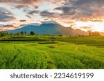 View of Indonesia in the morning, view of yellow rice fields and mountains at sunrise