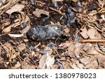 Small photo of Regurgitated owl pellet on forest floor