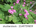 Small photo of As the name would imply, this species of Oxalis typically has pink to violet flowers with petals 10–15 mm long.