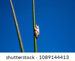 Marbled Reed Frog At  The...