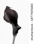 Calla Lily Flower Isolated...