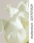Small photo of White tulip flower bud close up. Minimal floral card.Botanical poster.Fine art flower.