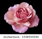 Isolated Pastel Pink Rose...
