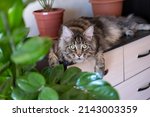Gray striped big cat with green eyes. Maine Coon breed. Cat and house flowers in pots.