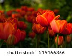 Sunlit Red Tulips Couple