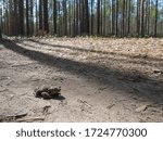 Small photo of A hoptoad on the sand road in the forest