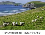 View Of Sheep Grazing Along The ...