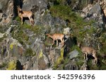 Ibex Swarm Up Mountains In...