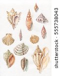 Sea Shells Watercolor Drawing