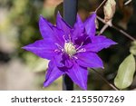 Purple Clematis Flower On Fence