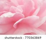 Detail Of Rose Petal Pink Sweet ...