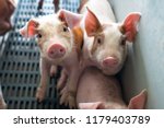 Group Of Piglets In Pig Farm.