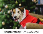 Dog In Santa Costume