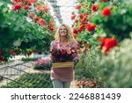 Small photo of Young female nursery worker counting flower stock. Portrait of a woman at work in greenhouse wearing an uniform and a wooden box full of flowers in a pot in her hands. Greenhouse flower production.