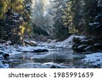 Winter Morning coniferous forest in Snow on a sunny day. Mountain stream in Carpathians. Ukraine