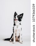 Young border collie sits ...