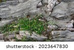 Close Up Of Textured Rock Grass ...