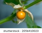 Small photo of Physalis or cape gooseberry,ground cherry fruit on the plant in garden with natural background.