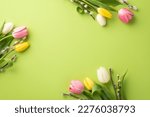 Springtime concept. Top view photo of flowers pussy willow pink yellow and white tulips on isolated light green background with copyspace