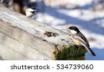 Two Black Capped Chickadee