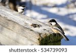 Two Black Capped Chickadee On A ...