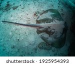 Small photo of Jiggle Stingray Marine fish in underwater , see around south Andaman