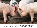 Pigs Eating Out Of Trough 