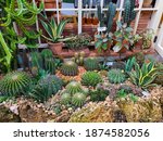 Various Types Of Cactus In A...