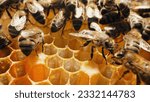 Small photo of Bees swarming on honeycomb, extreme macro shot. Insects working in wooden beehive, collecting nectar from pollen of flower, create sweet honey. Concept of apiculture, collective work.