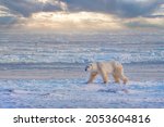 A lone adult polar bear (Ursus maritimus) walks along the edge of Hudson Bay at sunrise, as he waits for the water to freeze for the winter. Churchill, Manitoba, Canada.