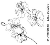 vector. orchid flower. floral... | Shutterstock .eps vector #1263101299