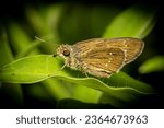Small photo of Skipper whole body macro shot. Skippers are a family of the moths and butterflies. Being diurnal, they are generally called butterflies.
