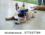 Relax Time of French Bulldog and sunglasses