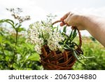 Small photo of fresh plant valerian flowers Valeriana officinalis with berries. garden valerian, garden heliotrope and all-heal flowers in meadow in summer.