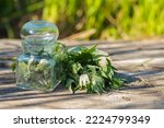 Small photo of Leonurus cardiaca, motherwort, throw-wort, lion's ear, lion's tail medicinal plant . Transparent glass jar with condemned herbal. Ingredient for cosmetology and non-traditional medicine.