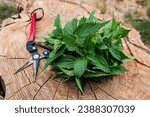 Small photo of Fresh nettle is collected by an herbalist for the preparation of medicinal tinctures and hair treatment products. Pruning shears for cutting plants.