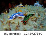 Small photo of Group of the colorful underwater nudibranch on the coral reef. Underwater photography of different nudibranchs. Night scuba diving with tropical marine animals.