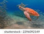 Small photo of Pair of cute sea turtles (Chelonia mydas) swimming in the blue sea. School of fish and turtles in the shallow ocean. Underwater photography from scuba diving with marine life.