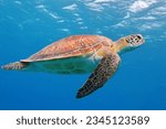 Small photo of Cute sea turtle swimming underwater in the blue water. Vivid blue ocean with sea turtle. Scuba diving with marine life, underwater photography. Animal in the ocean, aquatic wildlife.