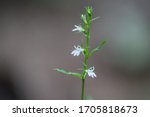 Small photo of Closeup of Indian Tobacco little purple wildflowers on stem with green leaves and brown background