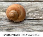 Shell Of Snail On Wooden...