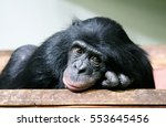 Chimp Chimpanzee Chimp Monkey...