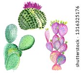 Wildflower Green Cactus. Floral ...