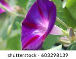 Vibrantly Colored Morning Glory ...