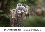 Great Grey Owl Nest In The Wild