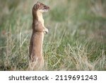 Long tailed weasel in the wild