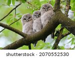 Tawny Owl Juveniles Perched On...