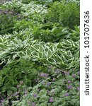 Small photo of Variety of ground cover in spring garden, with white-edged hosta the showiest