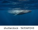 Blue Whale  Balaenoptera...